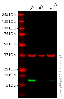 Western blot - Human CLDN1 knockout A-431 cell line (AB261889)