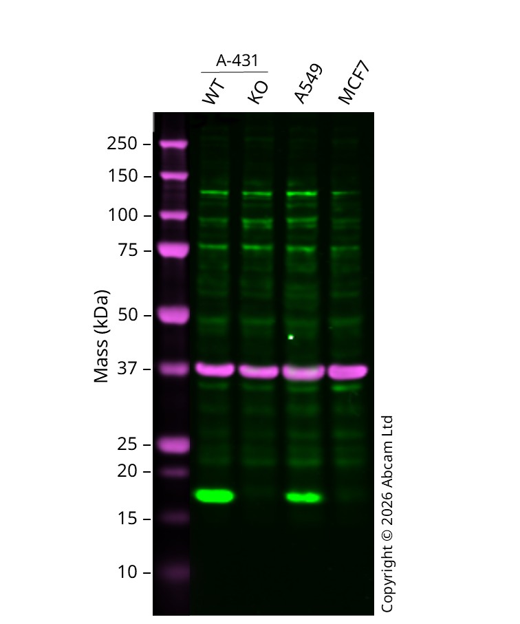 Western blot - Human CLDN1 knockout A-431 cell line (AB261889)
