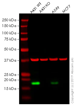 Western blot - Human CLDN1 knockout A-431 cell lysate (AB261698)