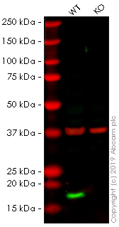 Western blot - Human CLDN1 knockout A-431 cell lysate (AB261698), expandable thumbnail