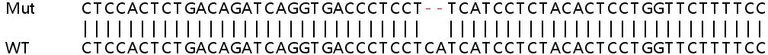Sanger Sequencing - Human CLK1 knockout HeLa cell lysate (AB258819)