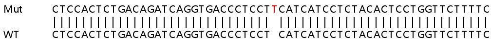 Sanger Sequencing - Human CLK1 knockout HeLa cell lysate (AB258819), expandable thumbnail