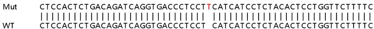 Sanger Sequencing - Human CLK1 knockout HeLa cell lysate (AB258819)