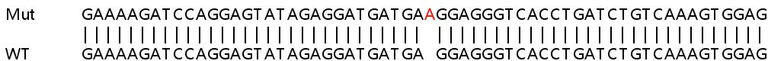 Sanger Sequencing - Human CLK4 knockout HeLa cell lysate (AB258820)
