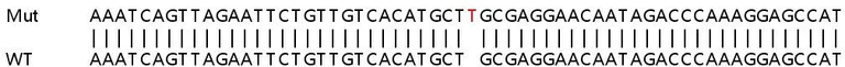 Sanger Sequencing - Human CLOCK (KAT13D) knockout HeLa cell line (AB266054)