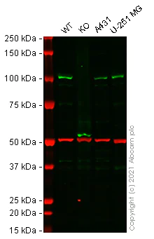 Western blot - Human CLOCK (KAT13D) knockout HeLa cell line (AB266054)