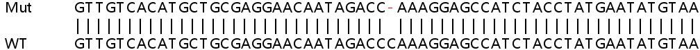 Sanger Sequencing - Human CLOCK (KAT13D) knockout HeLa cell lysate (AB258364), expandable thumbnail
