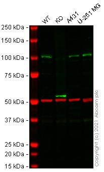 Western blot - Human CLOCK (KAT13D) knockout HeLa cell lysate (AB258364), expandable thumbnail