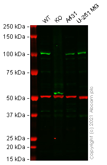 Western blot - Human CLOCK (KAT13D) knockout HeLa cell lysate (AB258365)