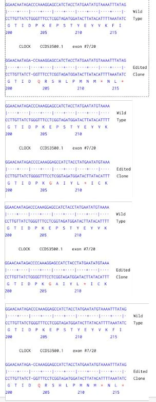 Next Generation Sequencing - Human CLOCK knockout HCT116 cell line (AB287325)