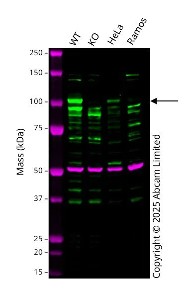 Western blot - Human CLOCK knockout HCT116 cell line (AB287325)