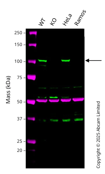 Western blot - Human CLOCK knockout HCT116 cell line (AB287325)