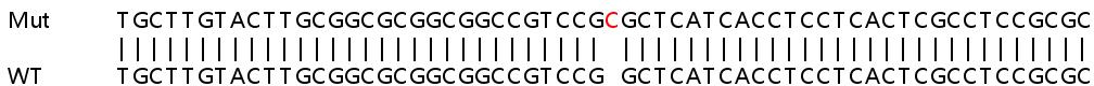 Sanger Sequencing - Human CLPX knockout HeLa cell line (AB265655)