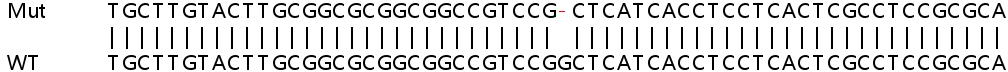 Human CLPX knockout HeLa cell lysate