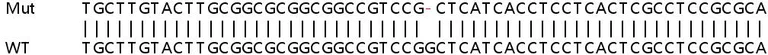 Sanger Sequencing - Human CLPX knockout HeLa cell lysate (AB257394)