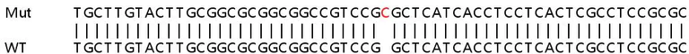 Sanger Sequencing - Human CLPX knockout HeLa cell lysate (AB257394)