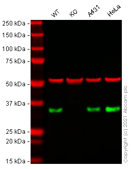 Western blot - Human CLTA (Clathrin light chain A) knockout HEK-293T cell line (AB267334)