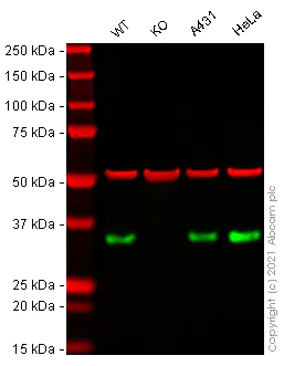 Western blot - Human CLTA (Clathrin light chain A) knockout HEK-293T cell line (AB267334)