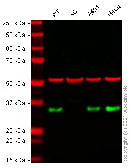 Western blot - Human CLTA (Clathrin light chain A) knockout HEK-293T cell lysate (AB258366)