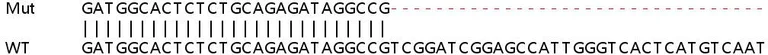 Sanger Sequencing - Human CLTCL1 knockout HeLa cell lysate (AB263153)