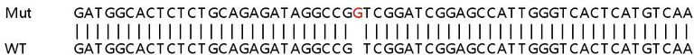 Sanger Sequencing - Human CLTCL1 knockout HeLa cell lysate (AB263153)