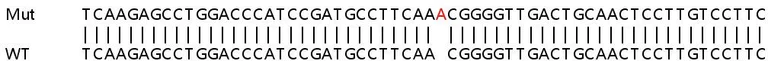Sanger Sequencing - Human CLUH knockout HEK-293T cell lysate (AB258367)