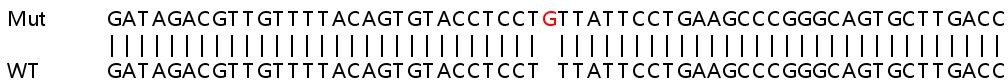 Human CMPK2 knockout A549 cell line