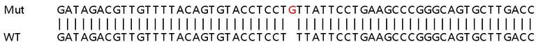 Sanger Sequencing - Human CMPK2 knockout A549 cell line (AB266936)