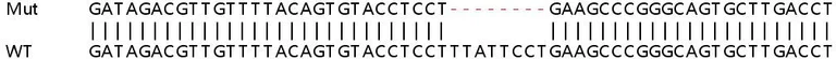Sanger Sequencing - Human CMPK2 knockout A549 cell line (AB266936)