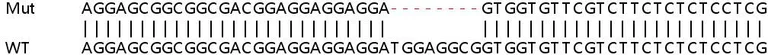 Sanger Sequencing - Human CNIH4 knockout HEK-293T cell lysate (AB258821)
