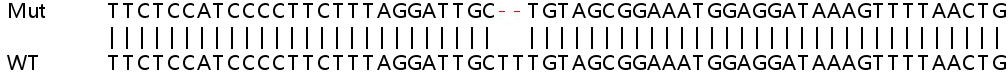 Sanger Sequencing - Human CNKSR3 knockout HEK-293T cell lysate (AB263156), expandable thumbnail