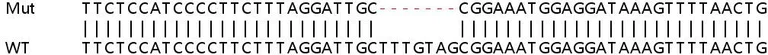 Sanger Sequencing - Human CNKSR3 knockout HEK-293T cell lysate (AB263156)