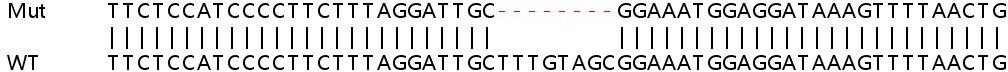 Sanger Sequencing - Human CNKSR3 knockout HEK-293T cell lysate (AB263156), expandable thumbnail