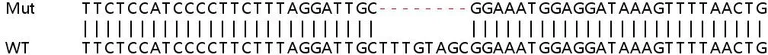 Sanger Sequencing - Human CNKSR3 knockout HEK-293T cell lysate (AB263156)