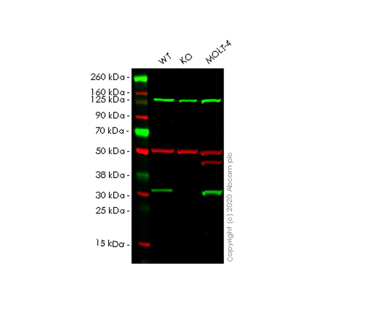 Western blot - Human CNOT7 knockout HeLa cell line (AB265811)