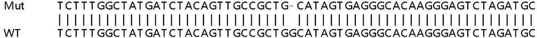 Sanger Sequencing - Human CNOT7 knockout HeLa cell lysate (AB258370)