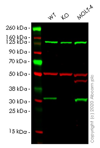 Western blot - Human CNOT7 knockout HeLa cell lysate (AB258370)