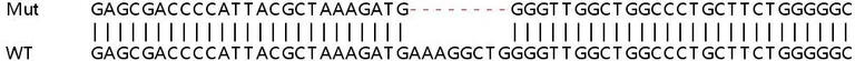 Sanger Sequencing - Human CNPY2 (MSAP) knockout HEK-293T cell line (AB266617)