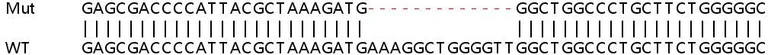 Sanger Sequencing - Human CNPY2 (MSAP) knockout HEK-293T cell line (AB266617)