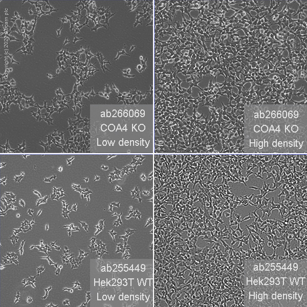 Human COA4 (CHCHD8) knockout HEK-293T cell line