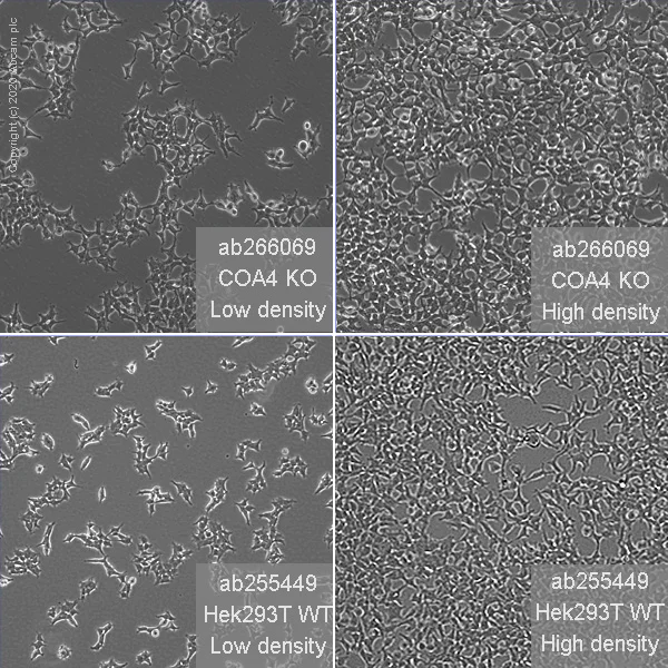 Cell Culture - Human COA4 (CHCHD8) knockout HEK-293T cell line (AB266069)