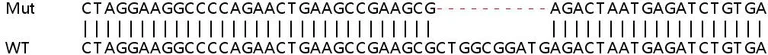 Sanger Sequencing - Human COIL (Coilin) knockout HeLa cell line (AB261757)