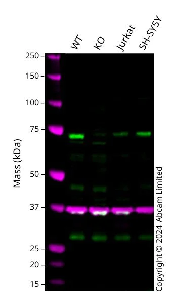 Western blot - Human COIL (Coilin) knockout HeLa cell line (AB261757)