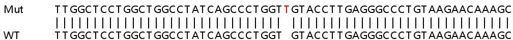 Sanger Sequencing - Human COL4A1 (Collagen IV alpha 1) knockout HeLa cell line (AB255379), expandable thumbnail