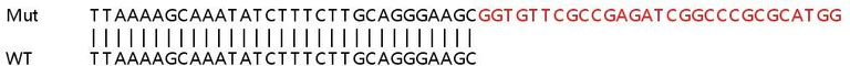 Sanger Sequencing - Human COL4A2 knockout HeLa cell lysate (AB263161)