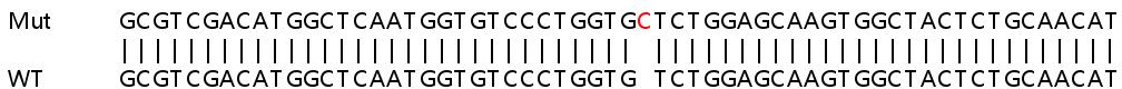 Sanger Sequencing - Human COL4A3BP (CERT) knockout HEK-293T cell line (AB267249), expandable thumbnail