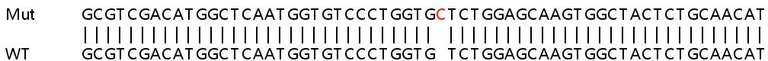 Sanger Sequencing - Human COL4A3BP (CERT) knockout HEK-293T cell line (AB267249)