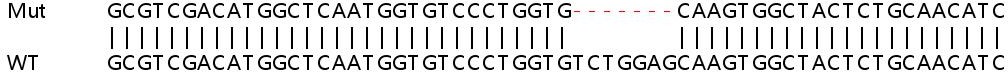 Sanger Sequencing - Human COL4A3BP (CERT) knockout HEK-293T cell line (AB267249), expandable thumbnail