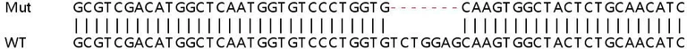 Sanger Sequencing - Human COL4A3BP (CERT) knockout HEK-293T cell line (AB267249)