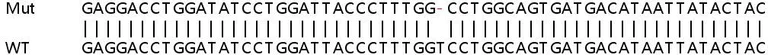 Sanger Sequencing - Human COL4A5 knockout HeLa cell lysate (AB263162)